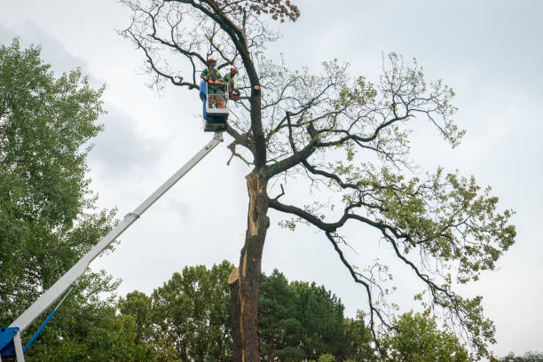 Seasonal Cleanup in Elkhorn, CA